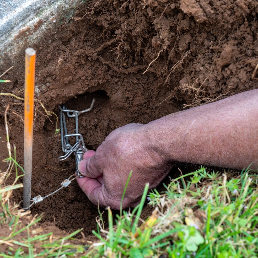 Professionele ongediertebestrijding mollen door Pestaway Professionele ongediertebestrijding mollen door Pestaway